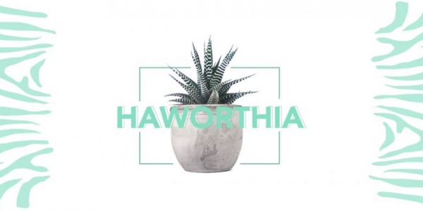 Haworthia: la succulenta di sicuro effetto