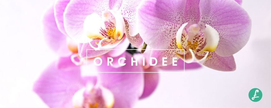 Orchidea: pianta suggestiva e semplice da curare - Flobflower