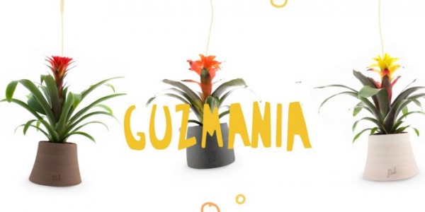 Guzmania: pianta tropicale colorata ed elegante