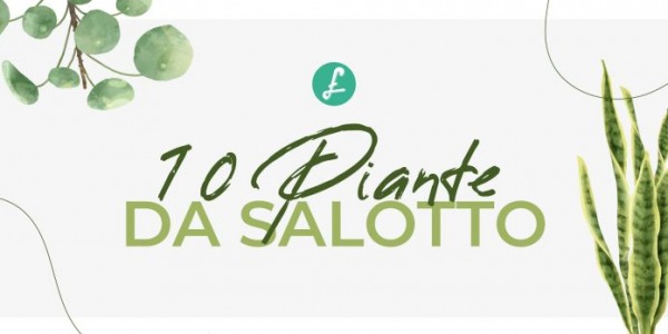 Piante da salotto: ecco svelata la top 10