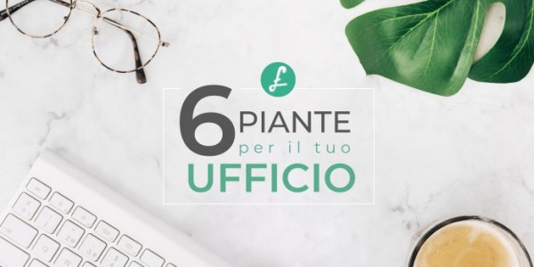 Piante da ufficio: una ventata di verde nel tuo quotidiano per stupire