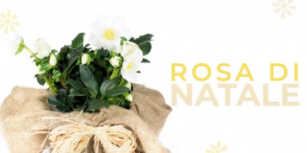  Rosa di Natale: la leggenda prende vita