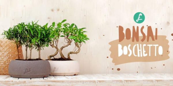 Bonsai boschetto: un bosco in miniatura a casa tua